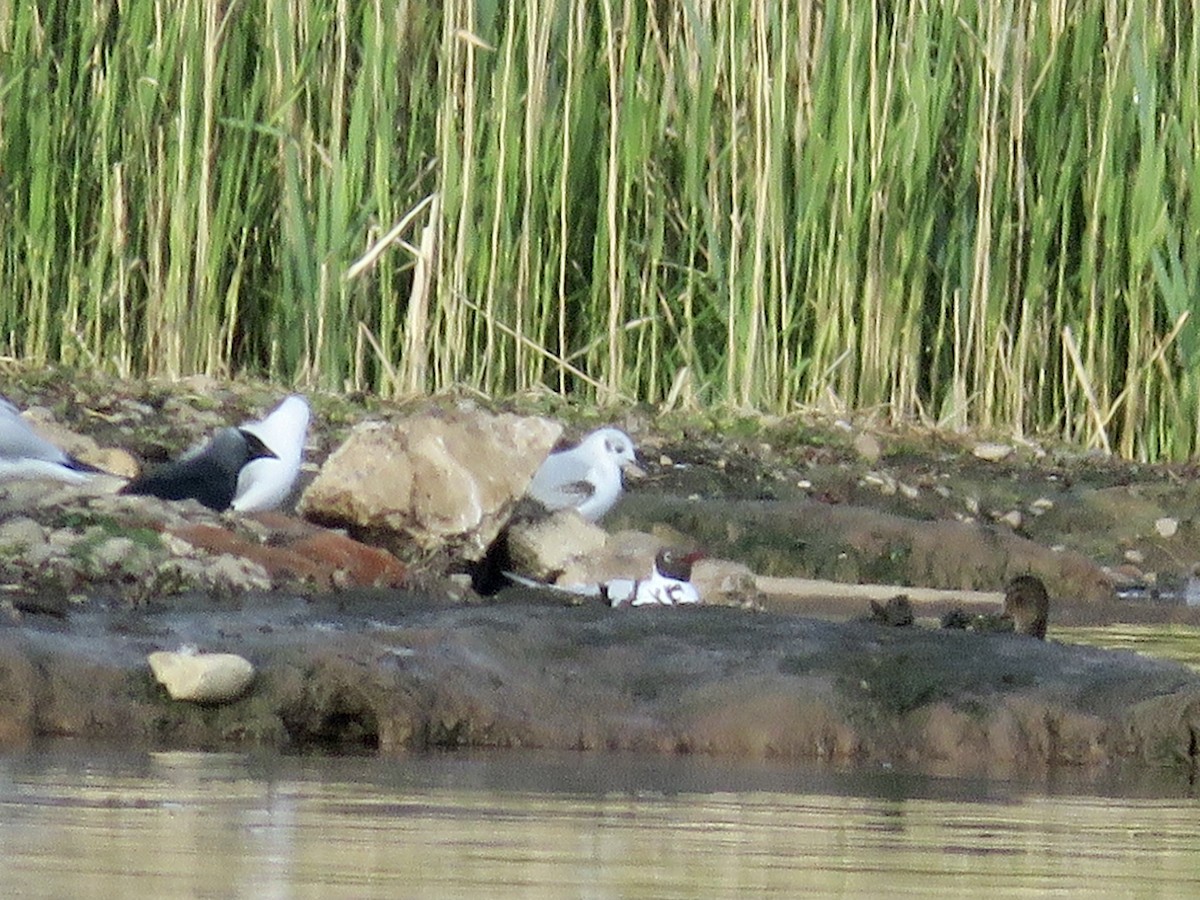 Bonaparte's Gull - ML622606200