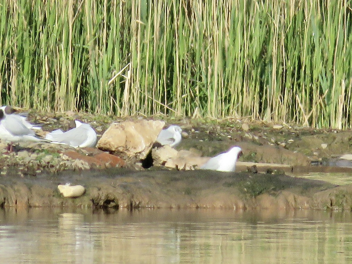 Bonaparte's Gull - ML622606202