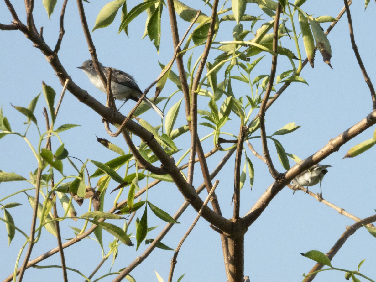 Blue-gray Gnatcatcher - ML622606203