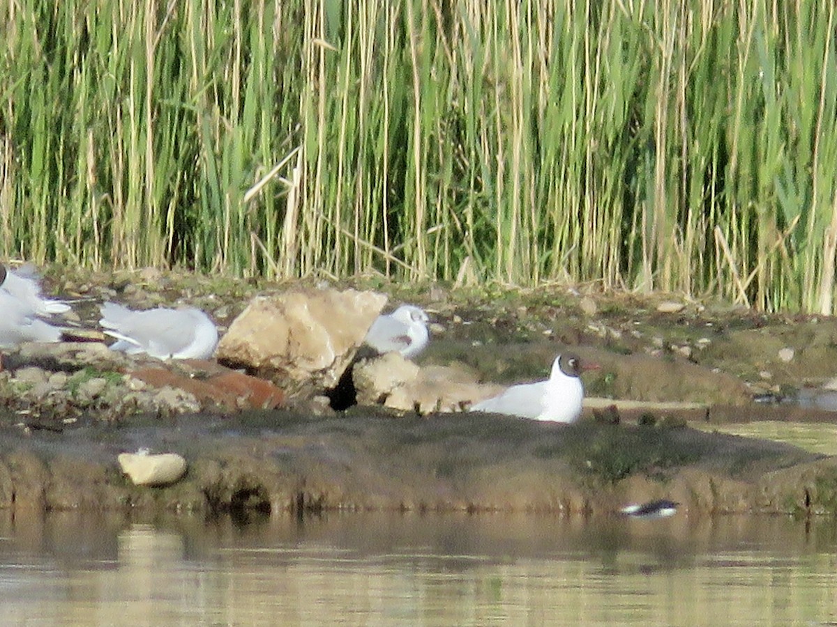 Bonaparte's Gull - ML622606204