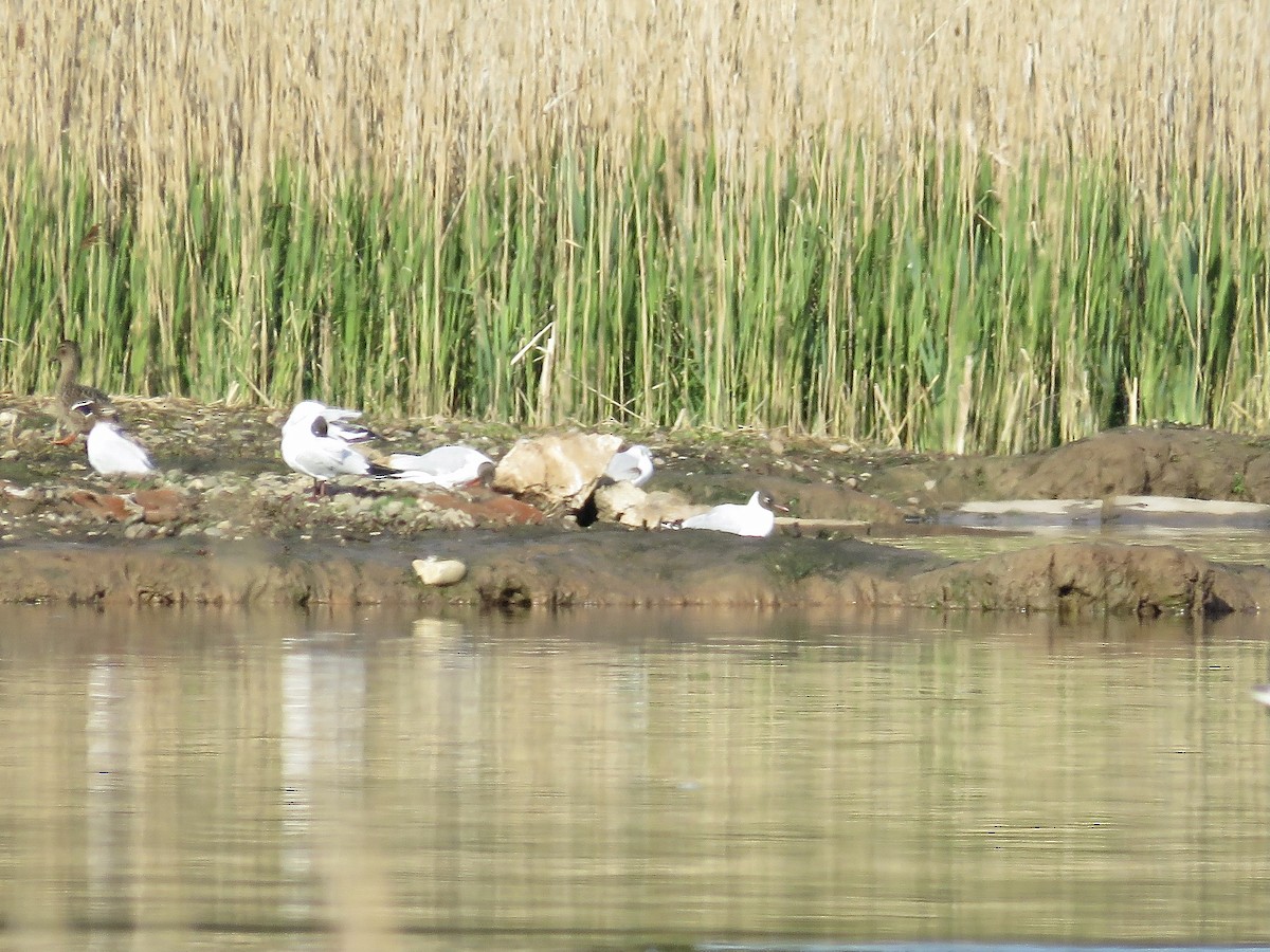 Bonaparte's Gull - ML622606206
