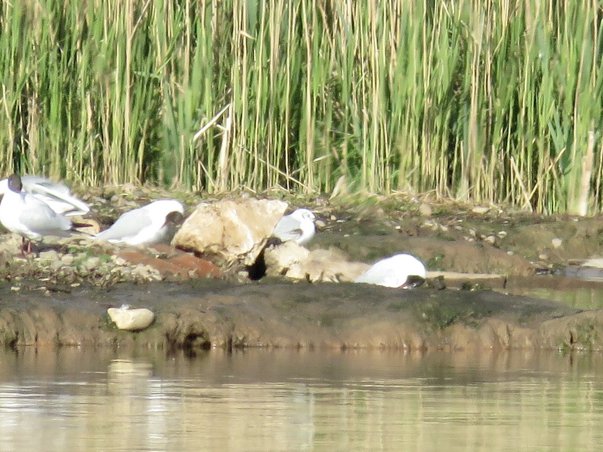 Bonaparte's Gull - ML622606207