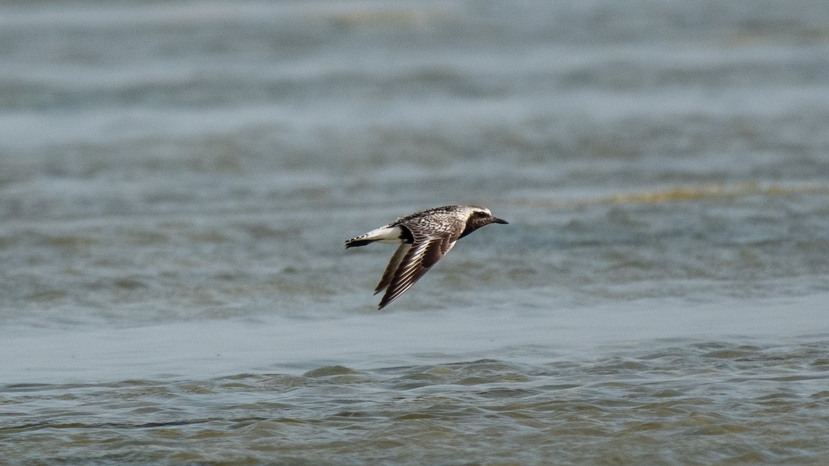 Black-bellied Plover - Faisal Fasaludeen