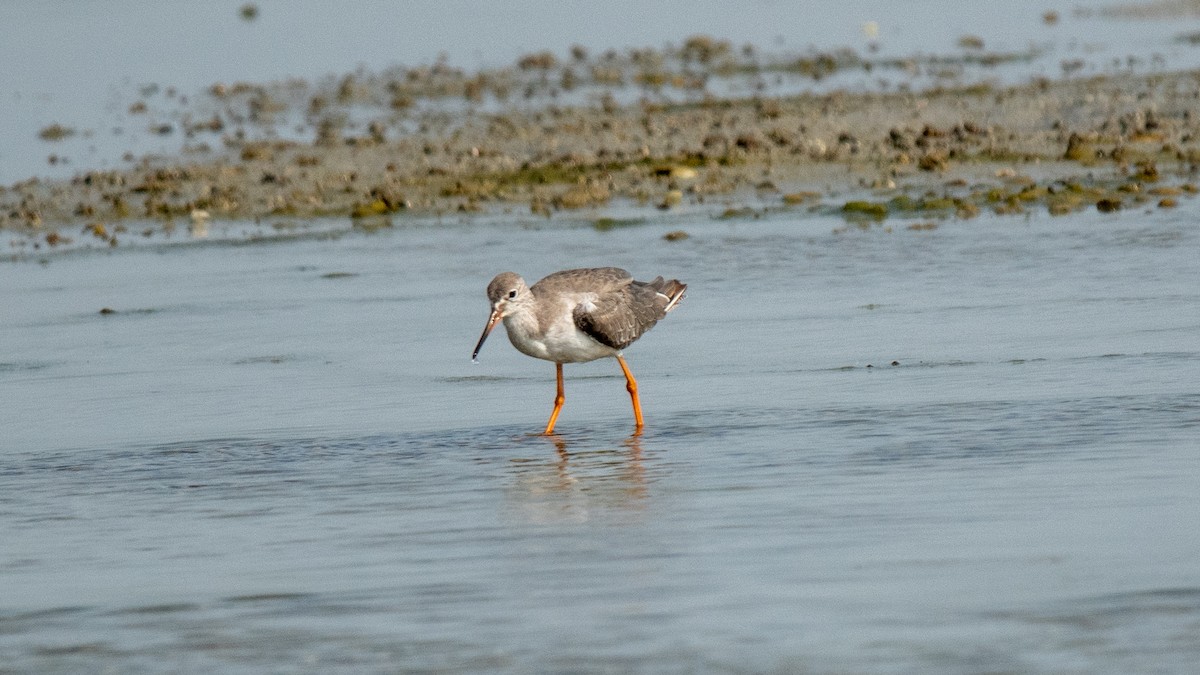 Common Redshank - Faisal Fasaludeen