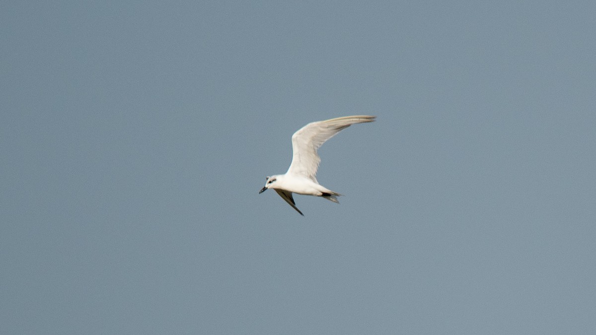 Gull-billed Tern - Faisal Fasaludeen