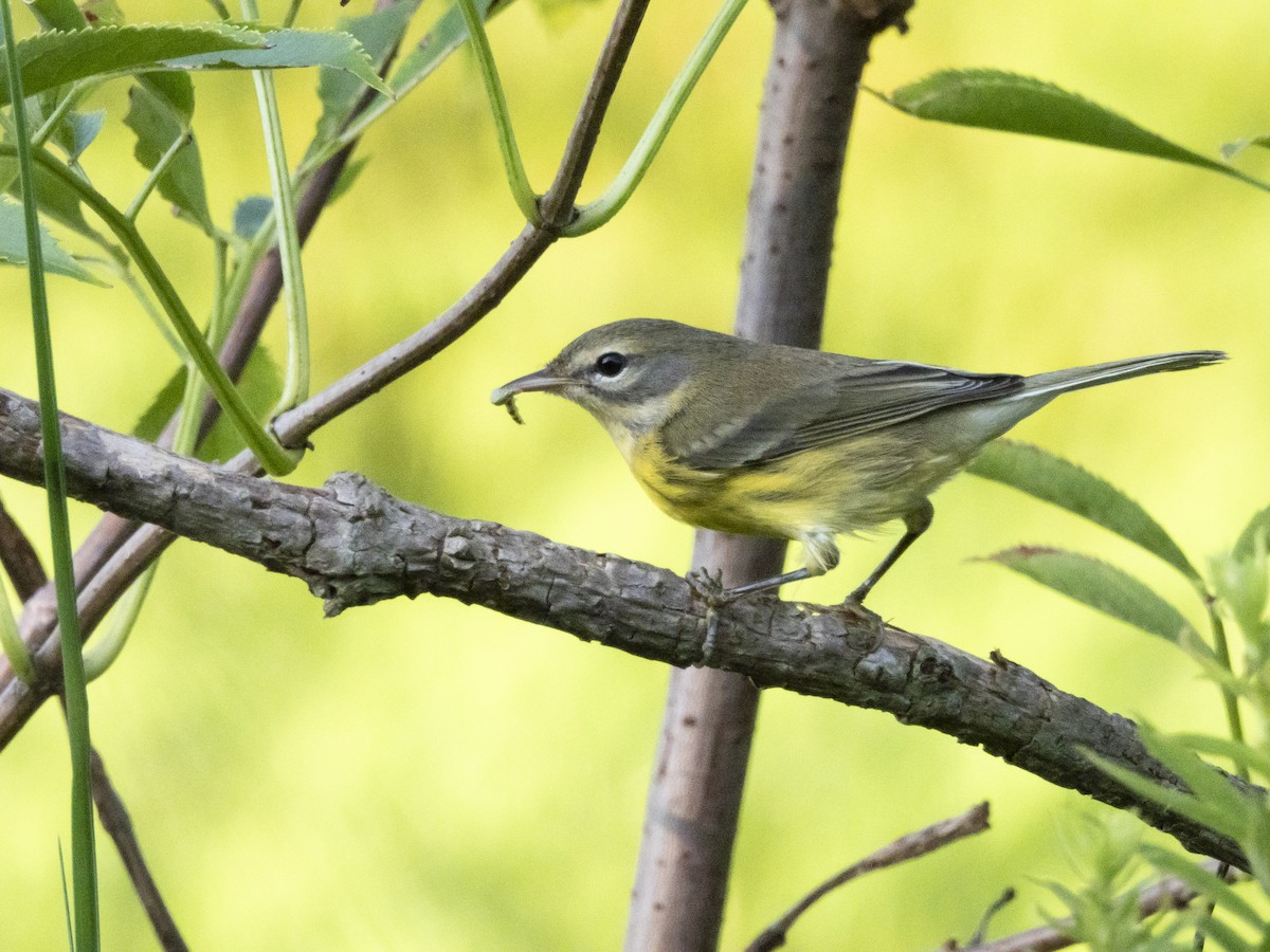 Prairie Warbler - ML622606407