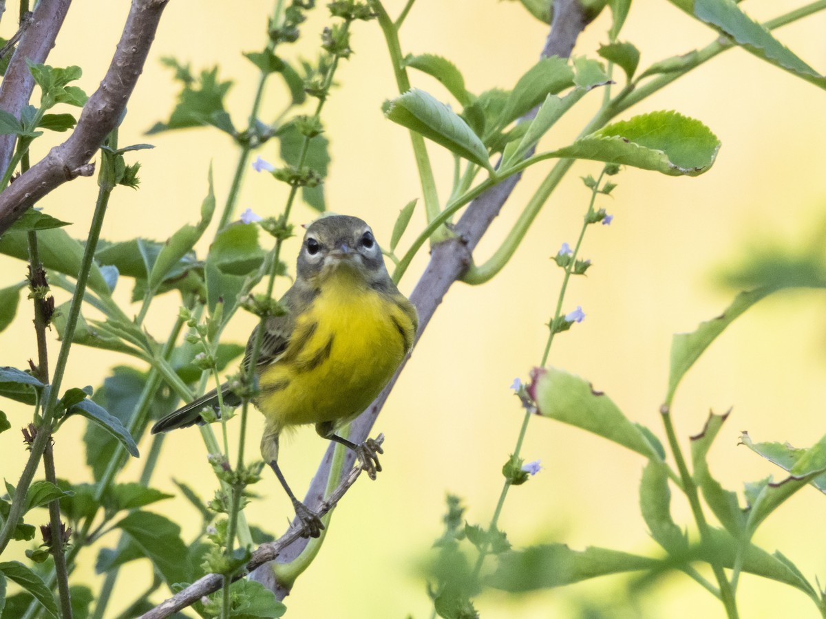 Prairie Warbler - ML622606408