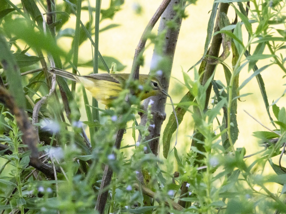 Prairie Warbler - ML622606410