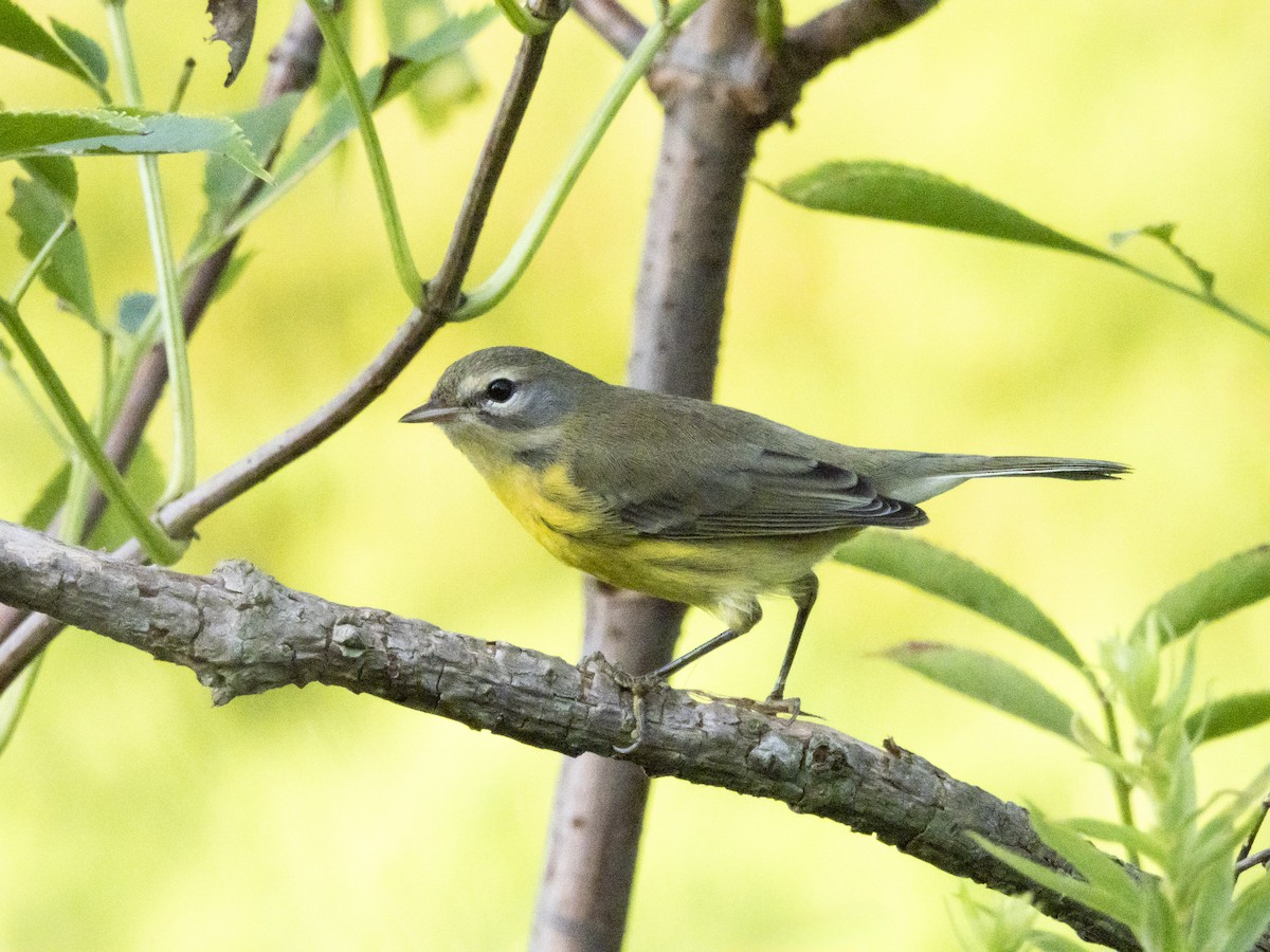 Prairie Warbler - ML622606411