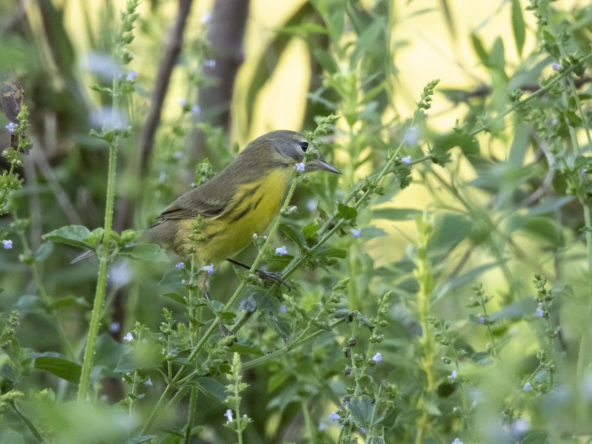 Prairie Warbler - Carol Bailey-White