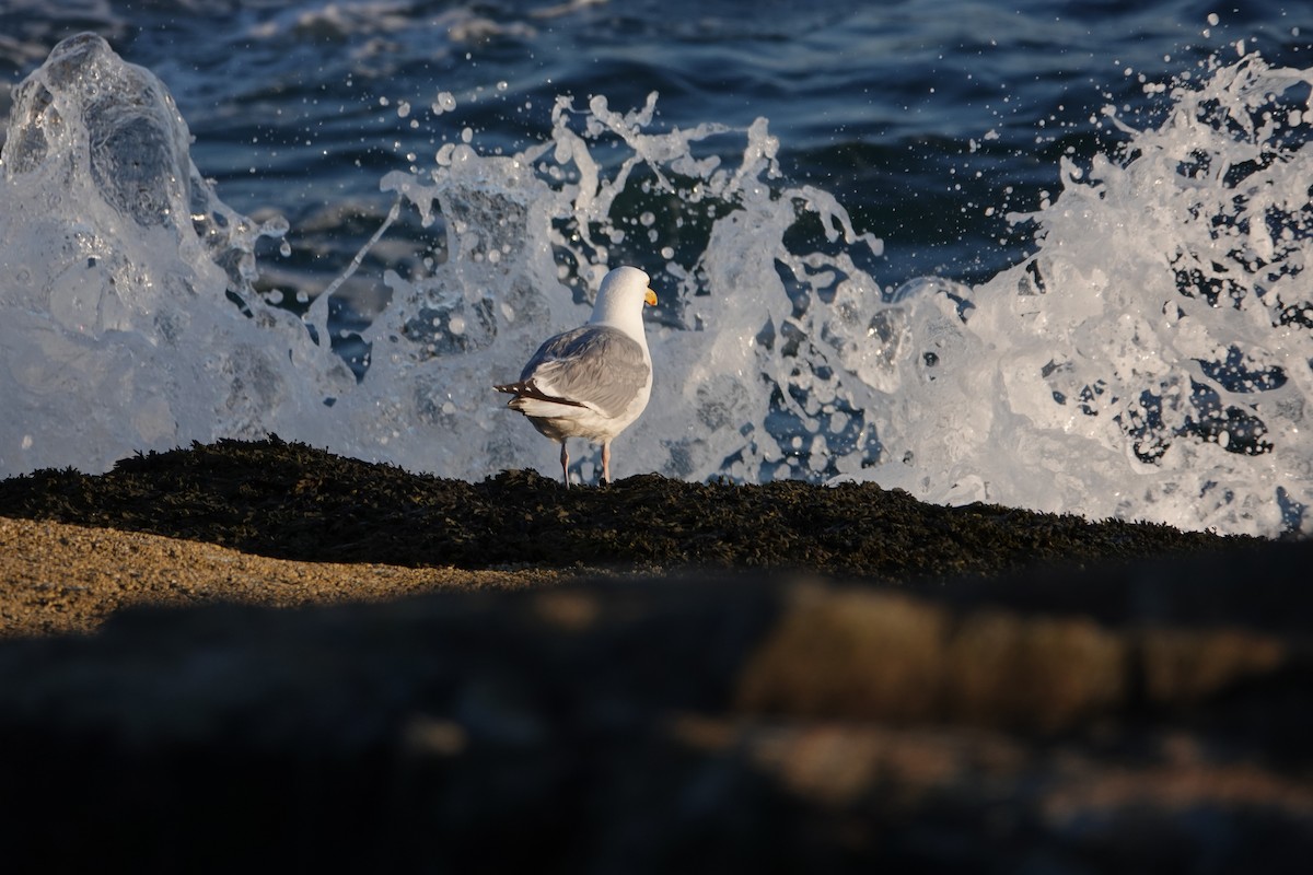 Herring Gull (American) - Linda Hamp