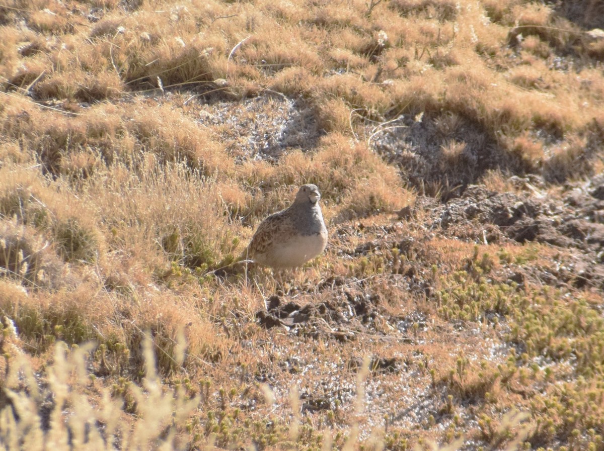 Gray-breasted Seedsnipe - ML622606561