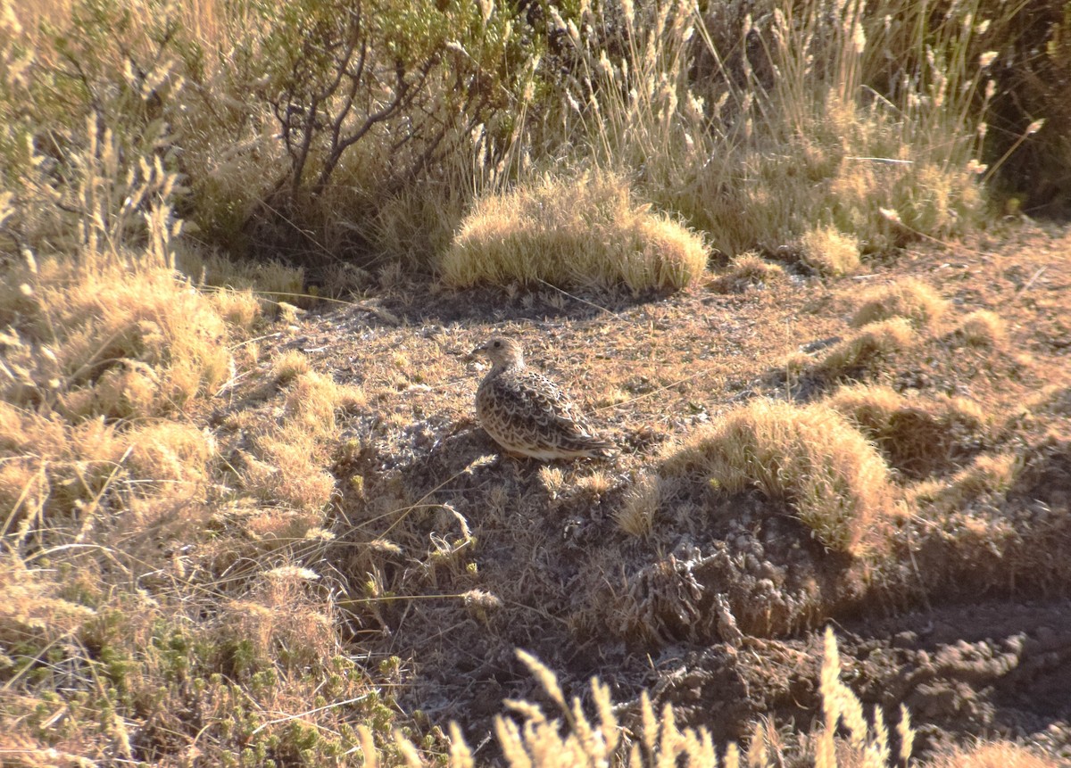 Gray-breasted Seedsnipe - ML622606564