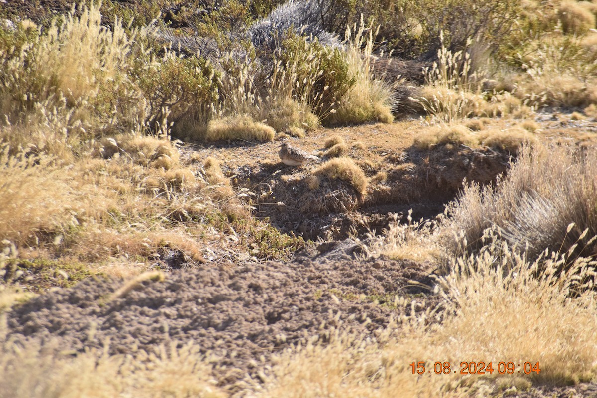 Gray-breasted Seedsnipe - ML622606569