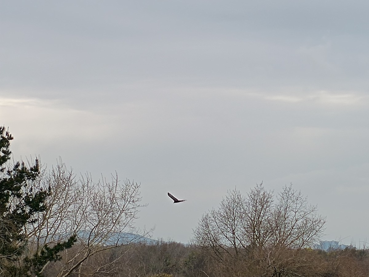 Turkey Vulture - ML622606592