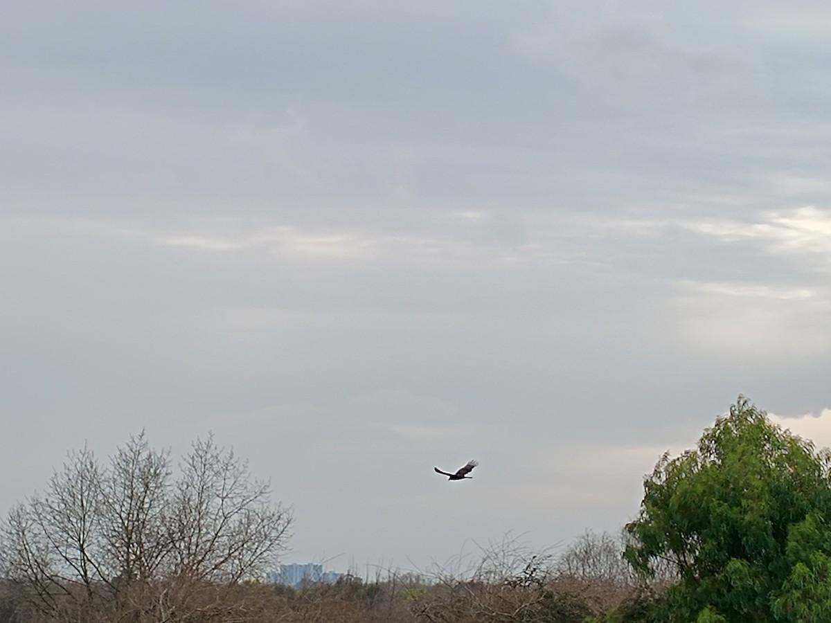 Turkey Vulture - ML622606593