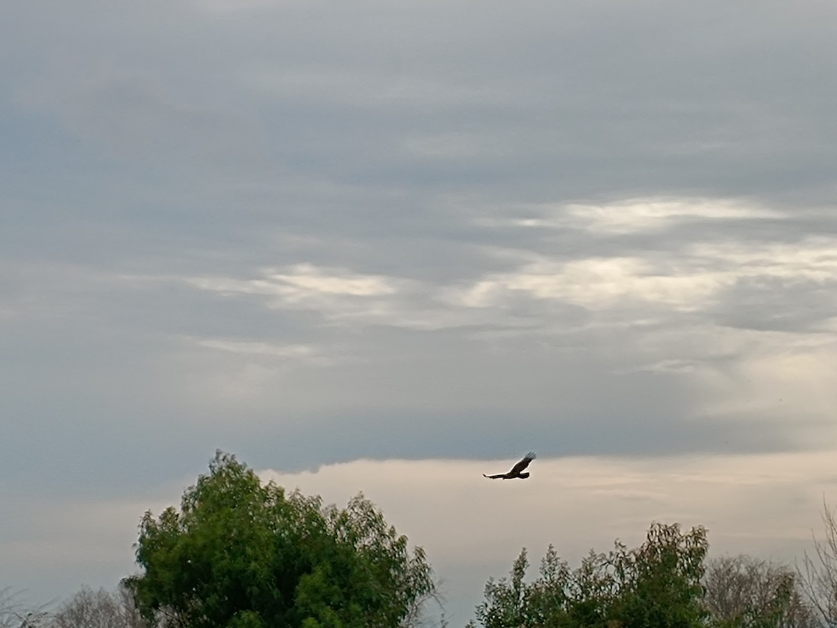 Turkey Vulture - ML622606594