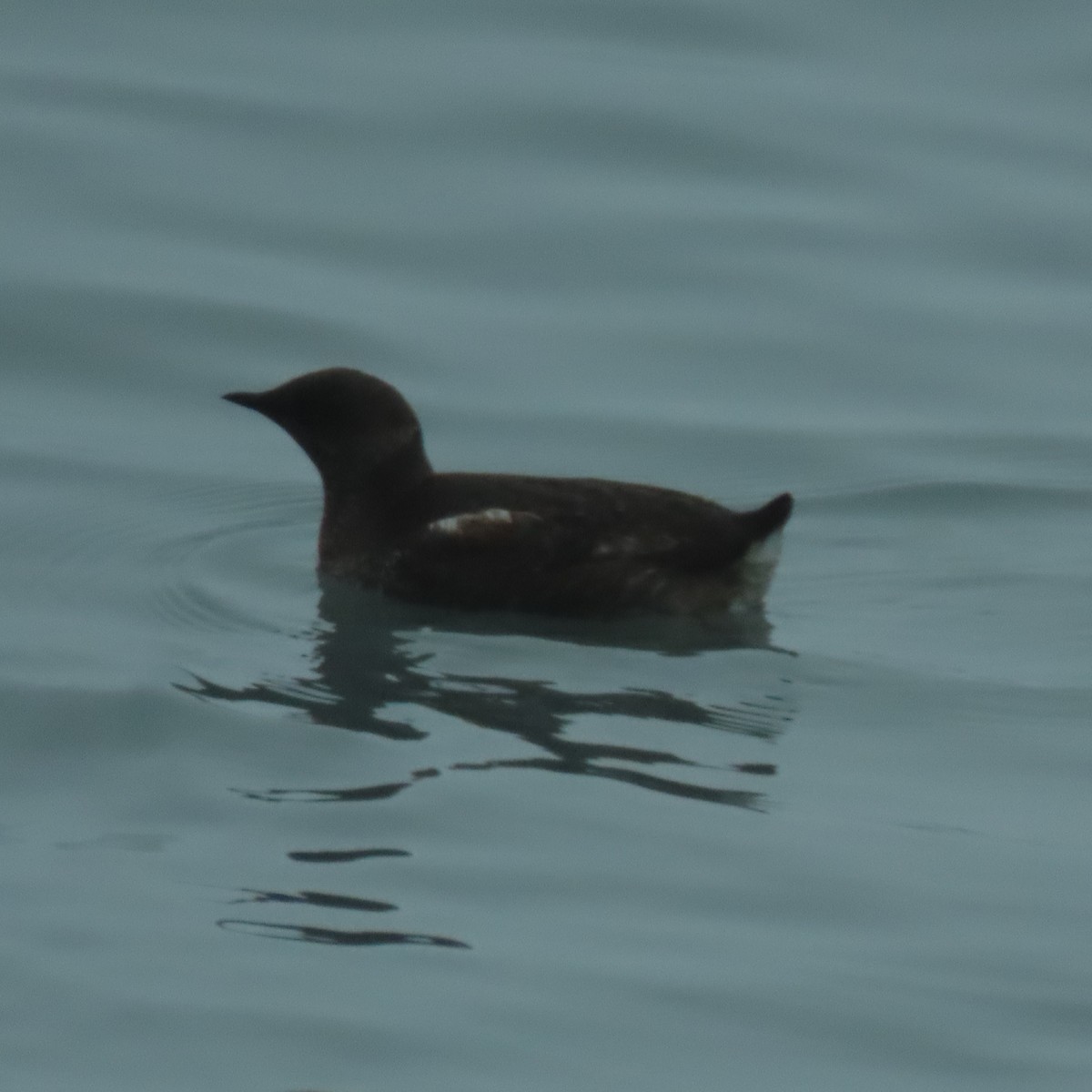 Guillemot marbré - ML622606658