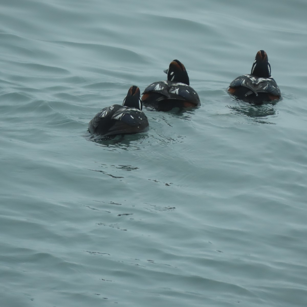 Harlequin Duck - ML622606697