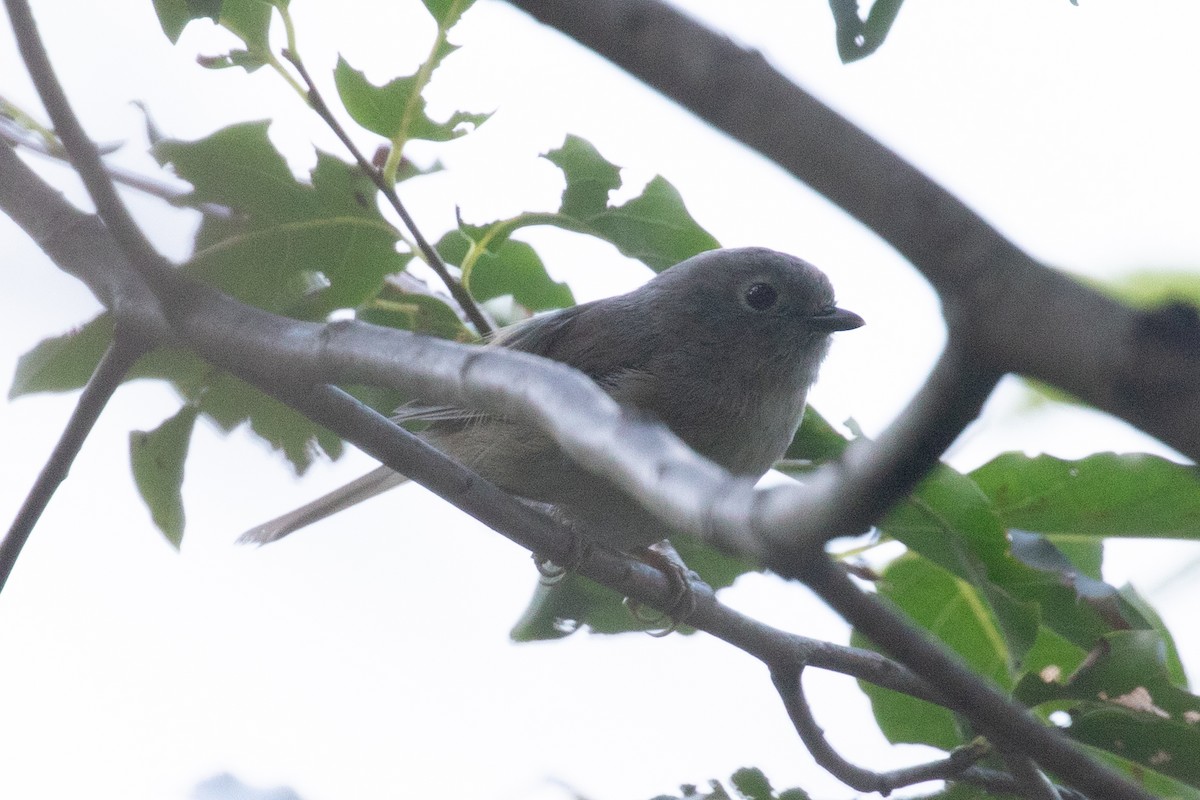 Huet's Fulvetta - ML622606742