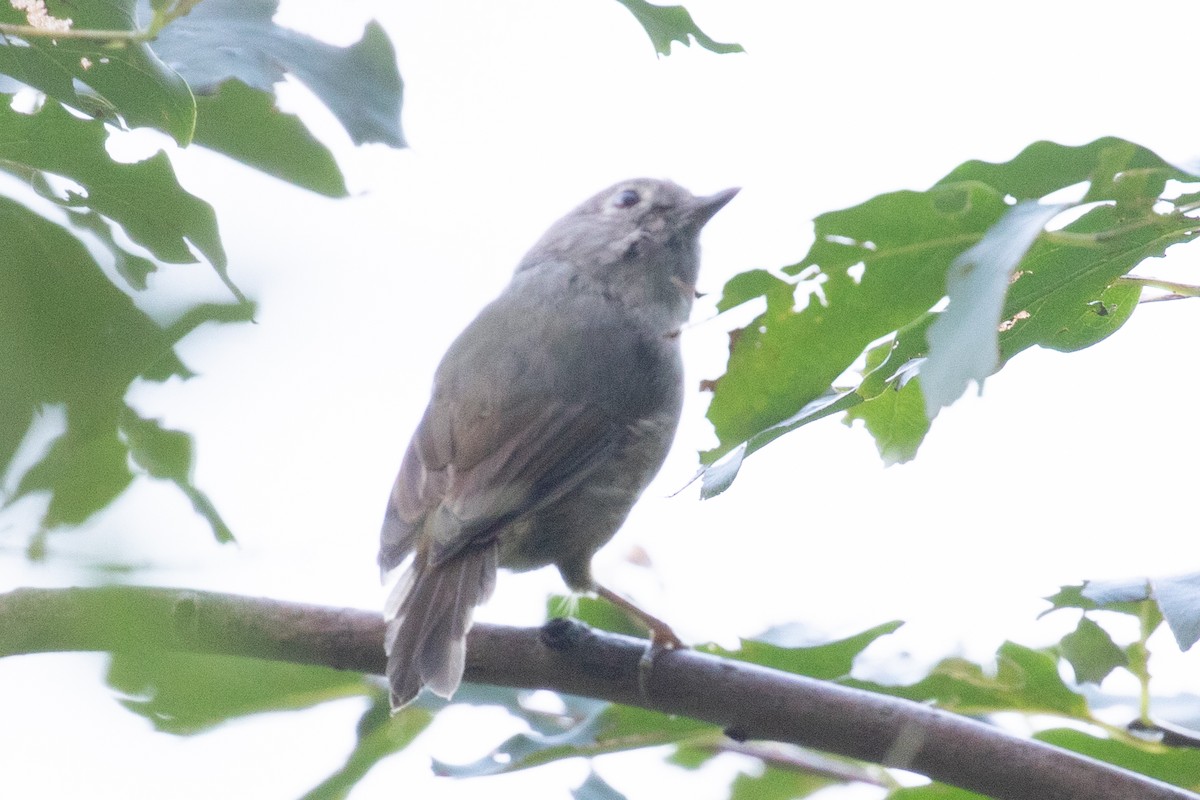 Huet's Fulvetta - ML622606743