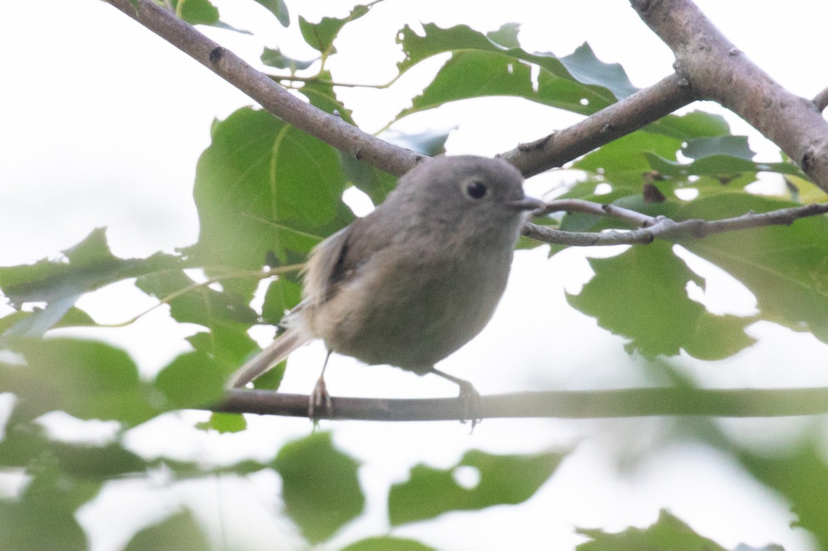 Huet's Fulvetta - ML622606744