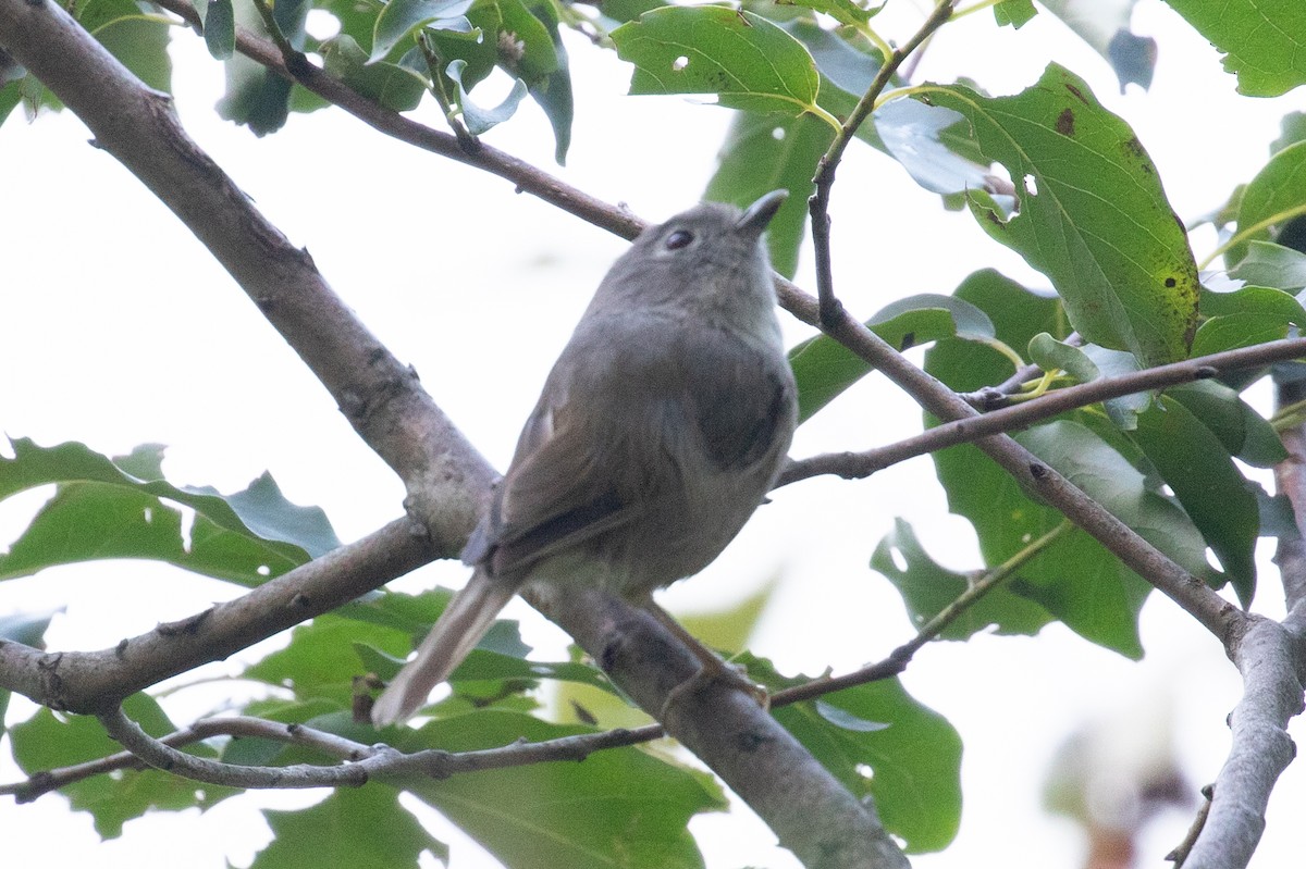 Huet's Fulvetta - ML622606745