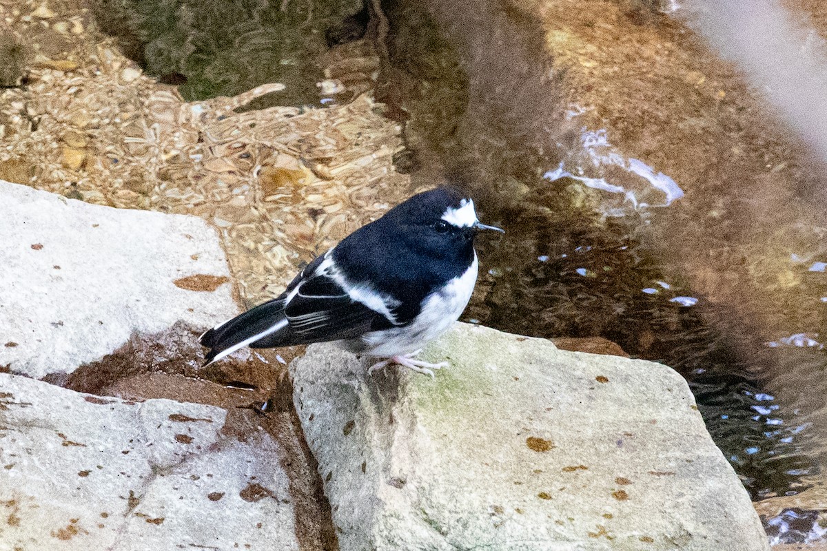 Little Forktail - Xiaoni Xu