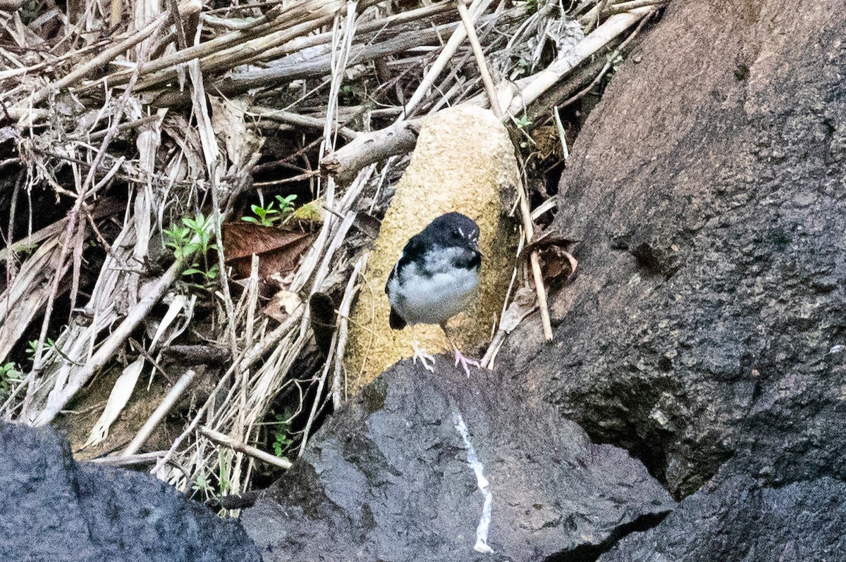 Little Forktail - Xiaoni Xu