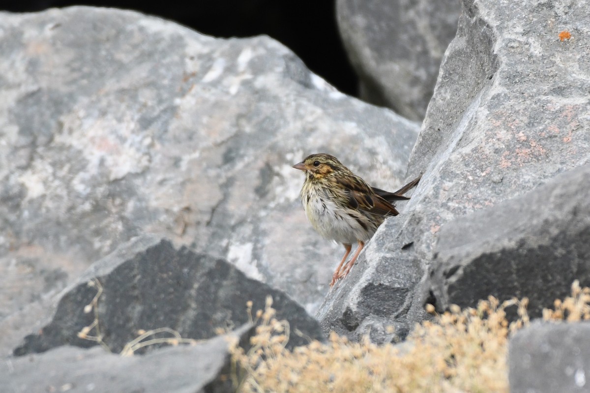 Savannah Sparrow - Bernard Desmeules