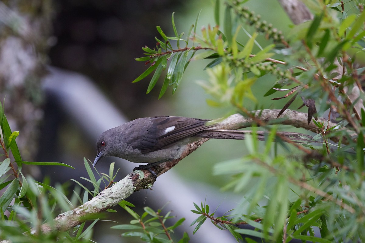 Long-tailed Sibia - ML622607232