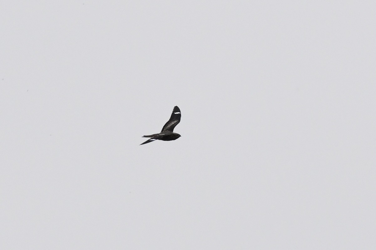 Common Nighthawk - Bernard Desmeules