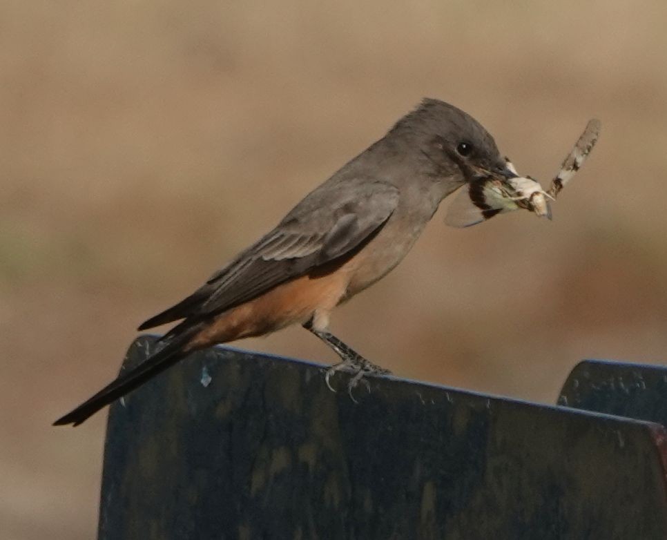 Say's Phoebe - Brad Rumble