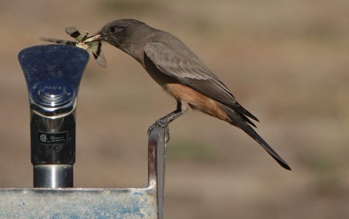 Say's Phoebe - ML622607598