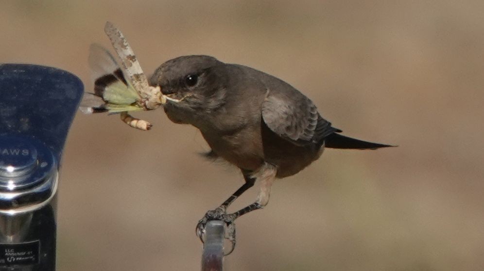 Say's Phoebe - ML622607602