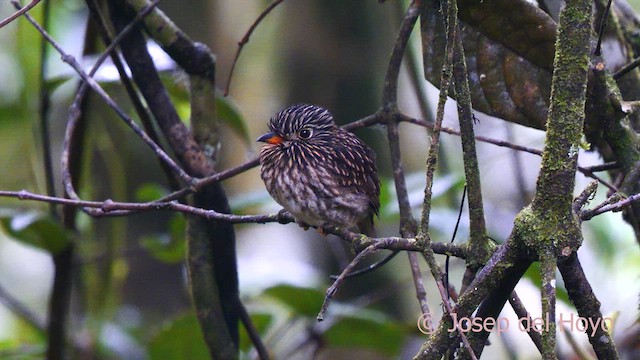 White-chested Puffbird - ML622607811