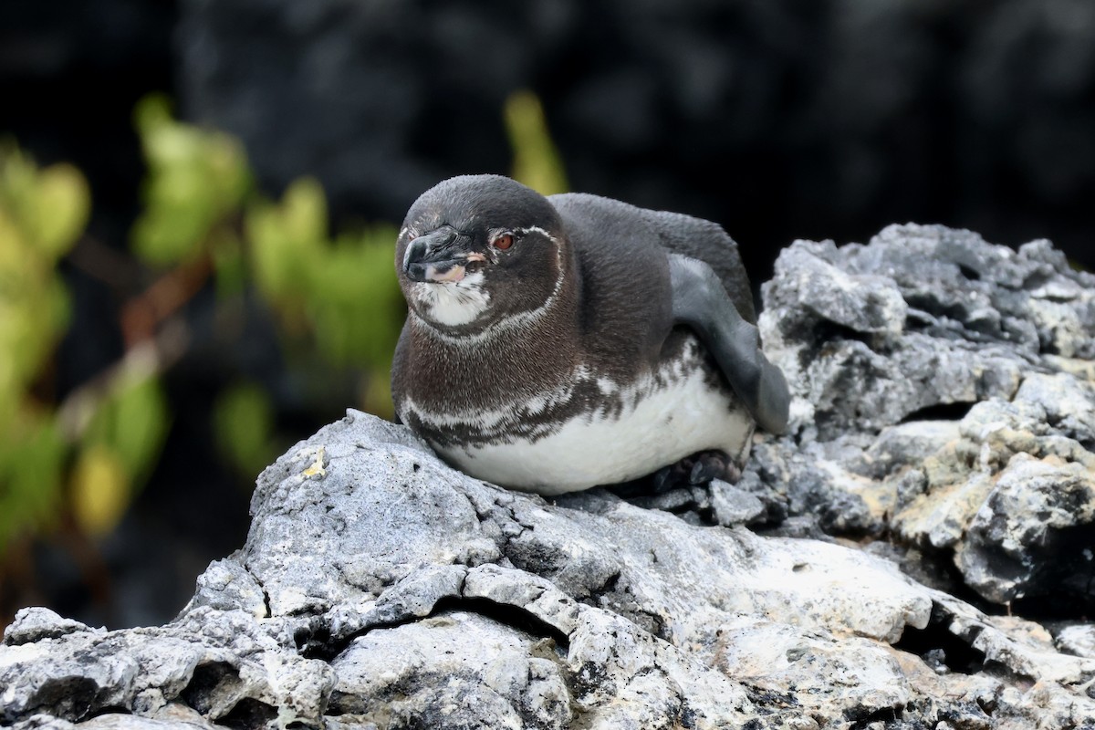 Galapagos Penguin - ML622607899