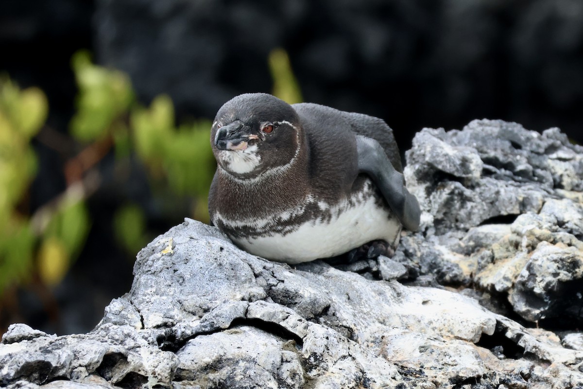 Galapagos Penguin - Jan Cubilla