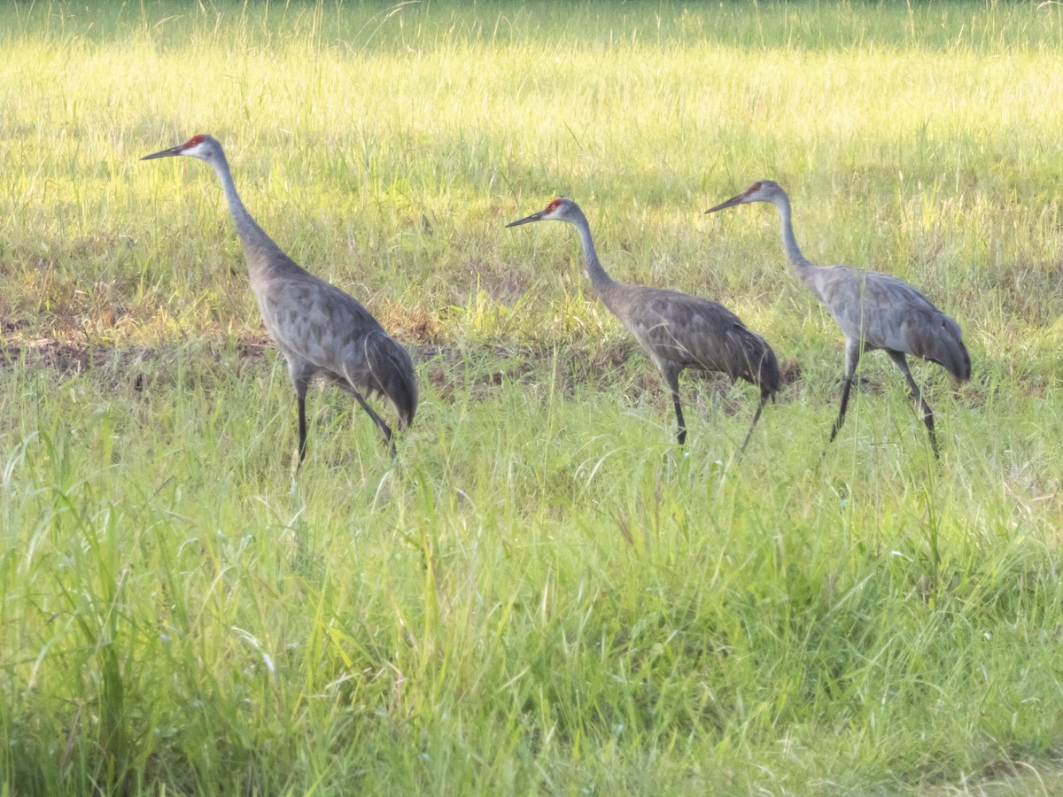 Sandhill Crane - ML622607921