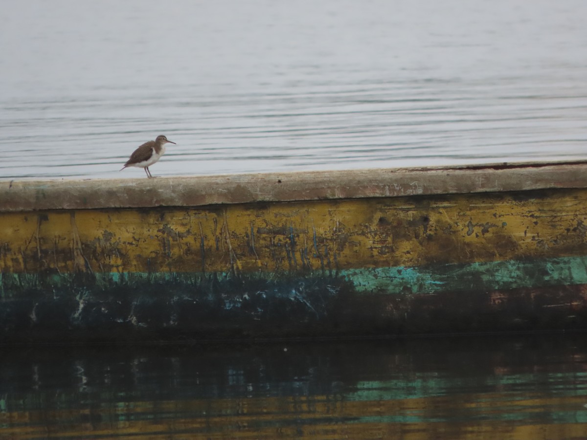 Common Sandpiper - Rahul Pereira