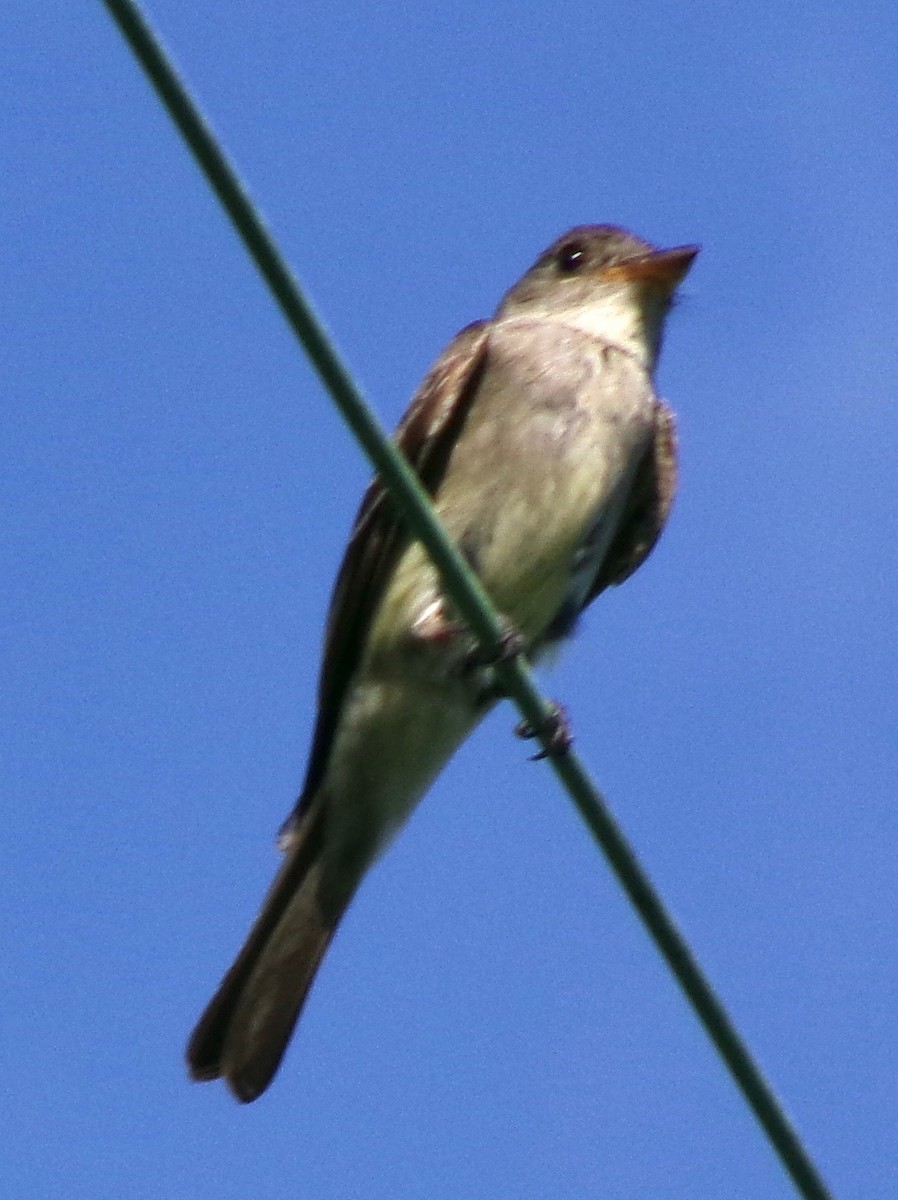 Eastern Wood-Pewee - ML622608189