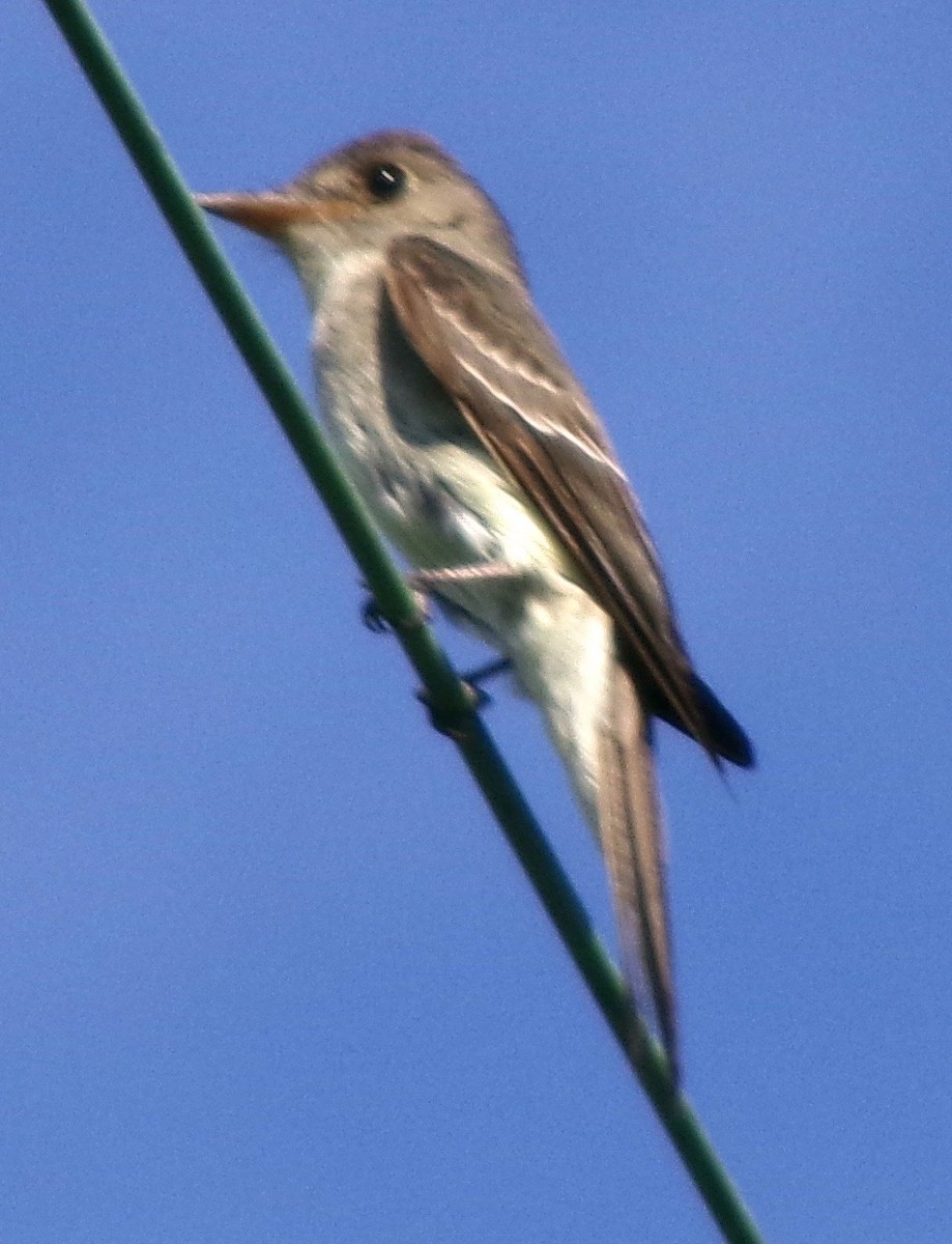 Eastern Wood-Pewee - ML622608204