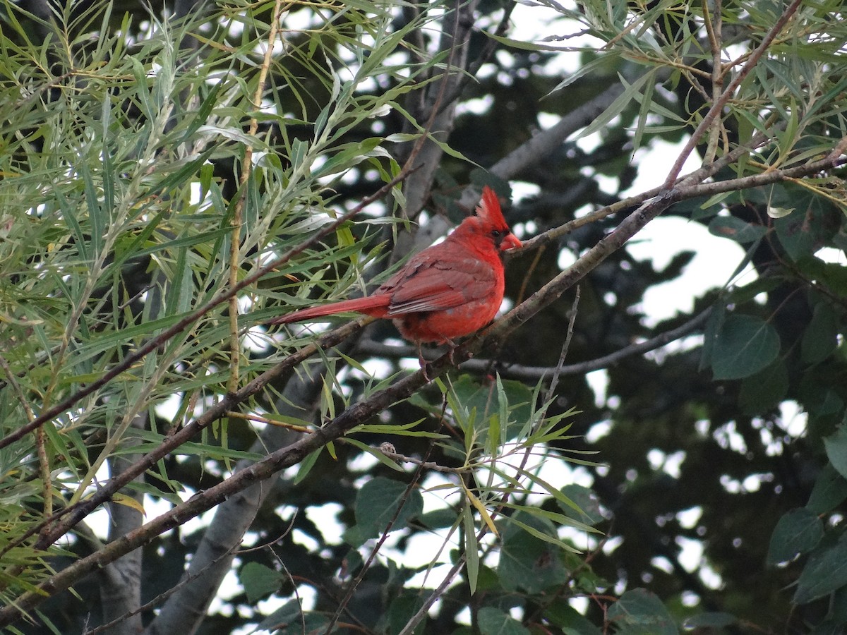 Cardinal rouge - ML622608233