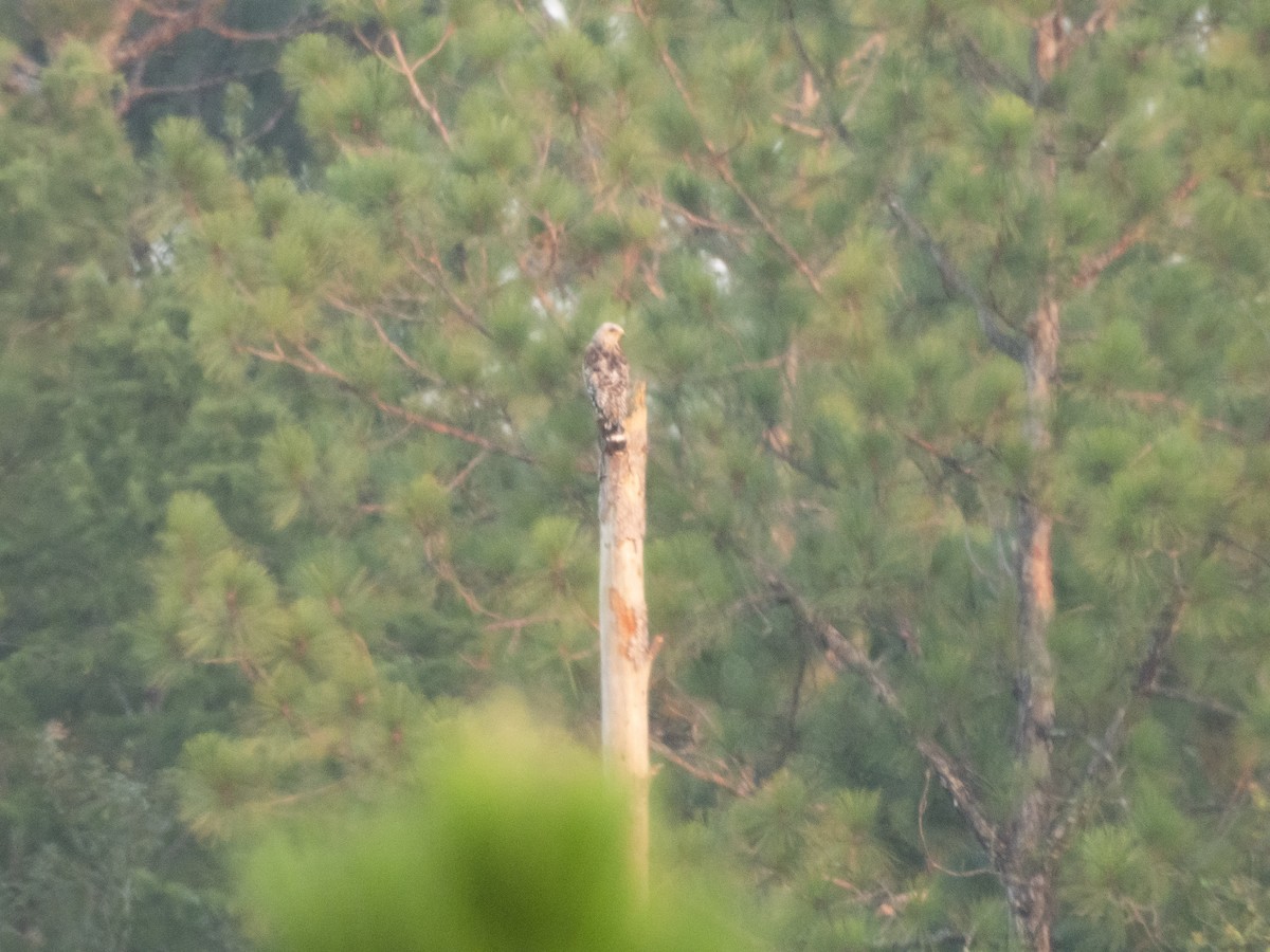 Red-shouldered Hawk - Carol Bailey-White