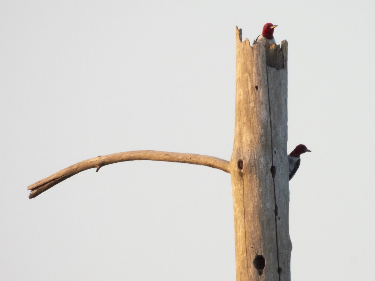 Red-headed Woodpecker - ML622608244