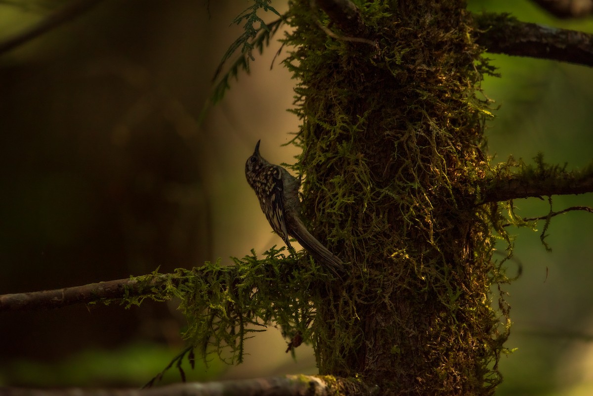 アメリカキバシリ - ML622608291