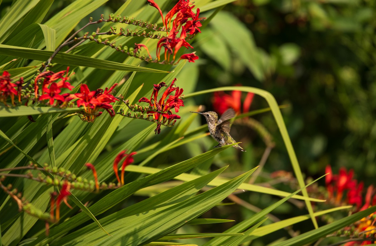 Anna's Hummingbird - Nathan Kennedy