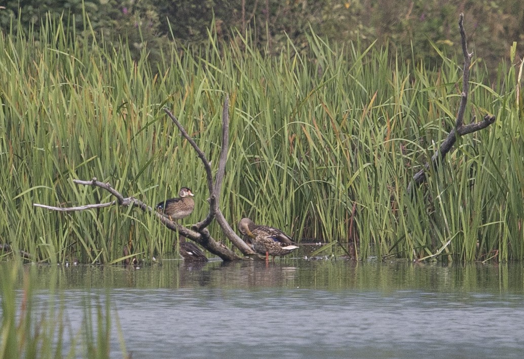 Wood Duck - ML622608370