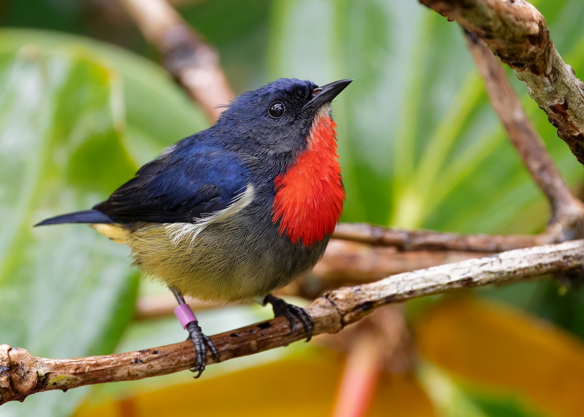 Black-sided Flowerpecker - ML622608376