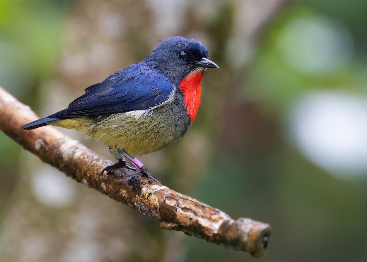 Black-sided Flowerpecker - ML622608377